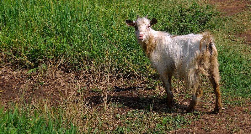 File:Front and back view of a goat.jpg