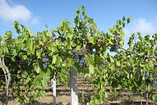 Frontenac grapes growing in Michigan. Frontenac Grapes on the Vine Flying Otter Vinyard and Winery Adrian Michigan.JPG