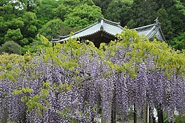 Wisterien