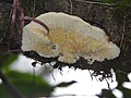 Fungi-100-bsi-yercaud-salem-India.jpg