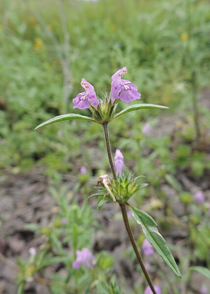 File:Galeopsis angustifolia kz01.jpg