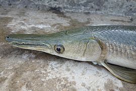 Oeganda Macadam volwassene River Monsters - Wikipedia