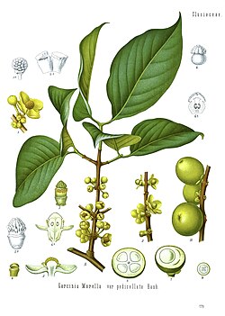 Garcinia morella - Köhler–s Medizinal-Pflanzen-063.jpg