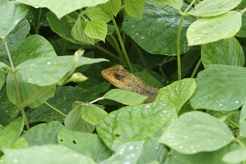 File:Garden lizard 7748.jpg