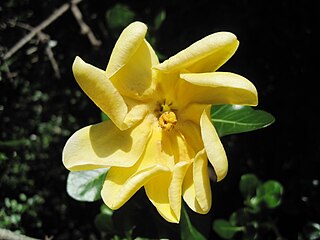 <i>Gardenia volkensii</i> Species of plant