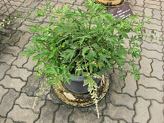 <i>Artemisia lactiflora</i> Species of flowering plant