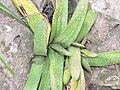 gasteria carinata var. verrucosa