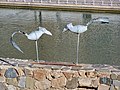 Gaviotas de Stefan von Reiswitz en el parque del oeste, 2023-01-13.