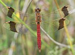 Sympetrum pedemontanum