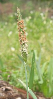 <i>Alopecurus geniculatus</i> Species of grass