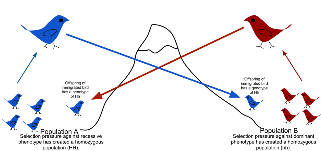 Fluxo xénico