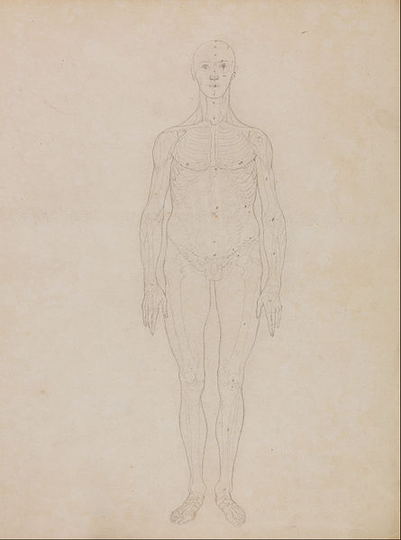 File:George Stubbs - A Comparative Anatomical Exposition of the Structure of the Human Body with that of a Tiger and a Co... - Google Art Project (2342999).jpg