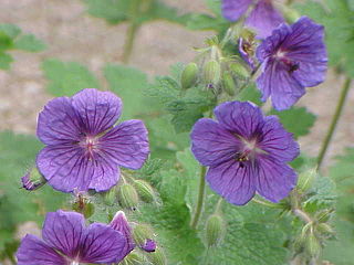 <i>Geranium platypetalum</i> Species of flowering plant