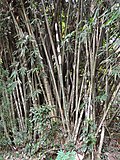 Gambar mini seharga Bambu ater