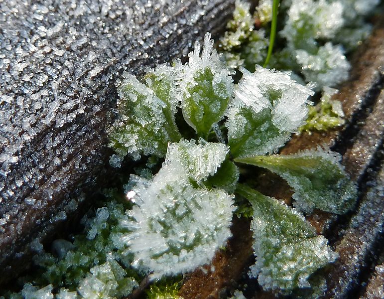 File:Givre sur un pont à Castelnau-Durban, vue 2.JPG