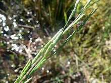 Glyceria notata inflorescence (01) .jpg