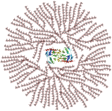 Glycogen is the complex form of sugar present in the vaginal epithelium that is metabolized into lactic acid Glycogen structure.svg