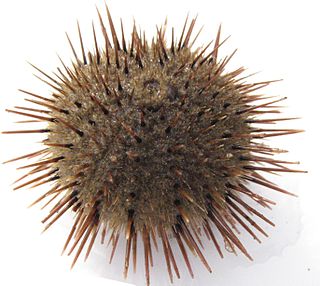 <span class="mw-page-title-main">Stomopneustoida</span> Order of sea urchins