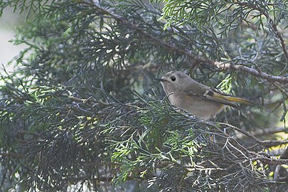 Goldcrest (Regulus regulus himalayensis)