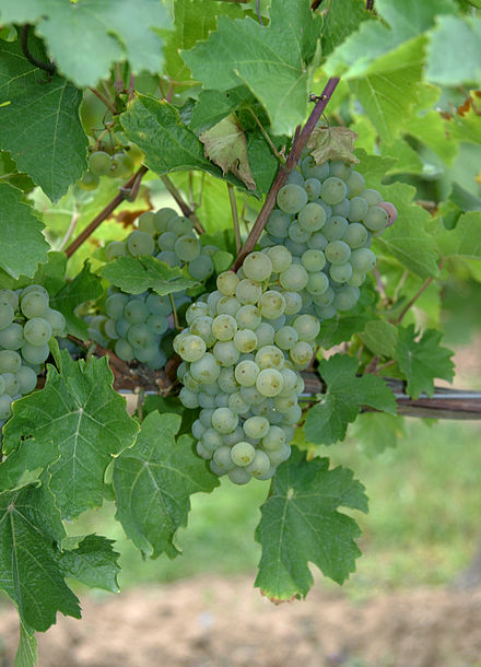 Goldriesling (pictured) is one of the parent varieties of Marechal Joffre. Goldriesling 04 4.jpg