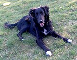 Golli, a mix of Golden Retriever & Collie