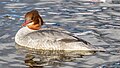 * Nomination Red-breasted merganser, Lake Windermere, England --Podzemnik 07:01, 22 January 2019 (UTC) * Promotion  Support Good quality. --Tournasol7 08:06, 22 January 2019 (UTC)