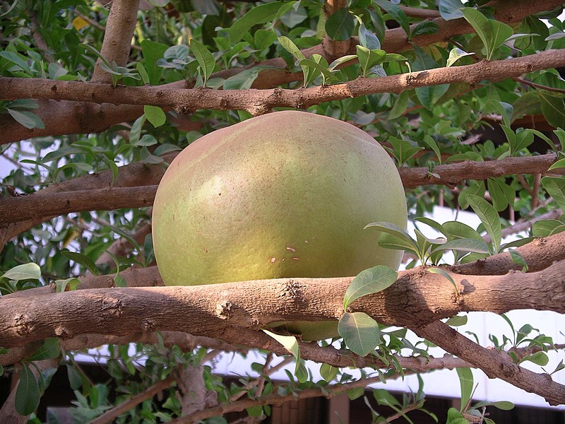 File:Gourd (474563229).jpg