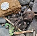 Grammostola porteri (Chilean tarantula) in Los Molles, Chile next to a Chilean coin to compare their size).jpg