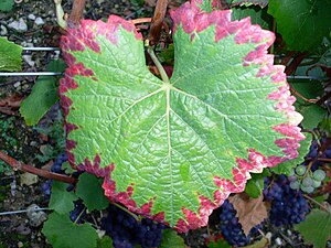 Grape leaf showing nutrient deficiency.jpg