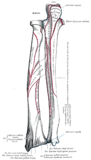 Thumbnail for Extrinsic extensor muscles of the hand