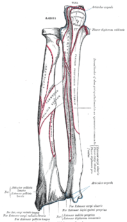 <span class="mw-page-title-main">Extrinsic extensor muscles of the hand</span>