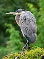 Image 101Great blue heron in Green-Wood Cemetery