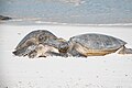 Green Sea Turtle Sand Island Midway Atoll 2018-12-09 17-06-40 (46379494555).jpg