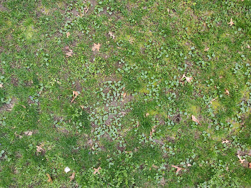 File:Green grass texture brown green plant.jpg