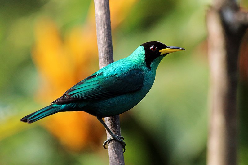 File:Green honeycreeper (Chlorophanes spiza spiza) male.jpg