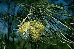 Grevillea parallela Fagg.jpg