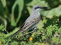 Kingbird, Gray Tyrannus dominicensis