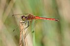 Sympetrum striolatum