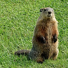 The groundhog makes a whistling sound as an alarm call. Groundhog Female Standing.jpg