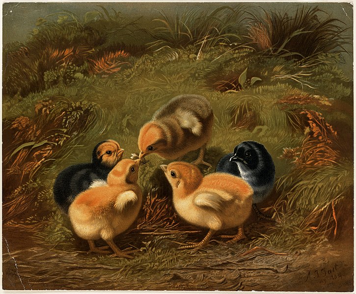 File:Group of Chickens (Boston Public Library).jpg