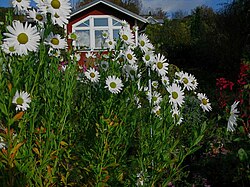 Oktobermargerit (L. alpinum)