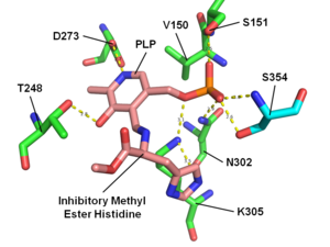 HME bound to histidine decarboxylase HDC Active Site Diagram.tif