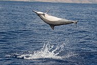 Spinner dolphin spinner-breaching off Hawaii