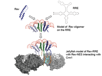 Jellyfish model of Rev/RRE assembly. This is a schematic representation of how an export-competent Rev-RRE complex might form: Rev molecules assemble onto the RRE scaffold to form an oligomeric assembly. In the "jellyfish" model, the jellyfish head comprises Rev oligomers and RRE; the Rev-NESs form the "tentacles" that interact with Crm1 (shown in the space-filled model) making the complex ready for export. HIV REV RRE JELLYFISH.png