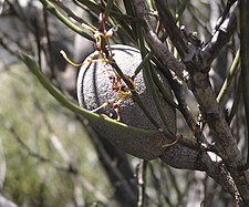 Fruit of H. platysperma Hakea platysperma fruit.jpg