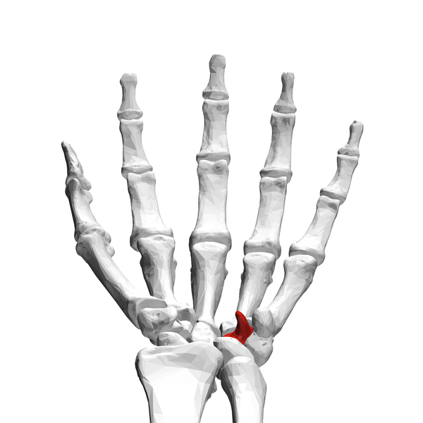 File:Hamate bone (left hand) 07 proximal view.png