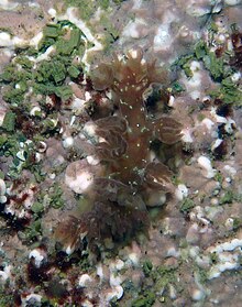 Hancockia californica from Pillar Point, California 01.jpg