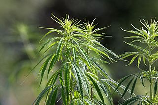 Hanf (Cannabis) ist eine Pflan