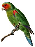 Thumbnail for Red-faced parrot