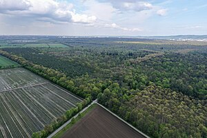 Hardtwald zwischen Karlsruhe und Muggensturm